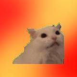Всратые коты