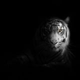 ZaKaZ MuZiK TiGeRs