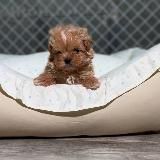 Мальтипу , пудель , пушон Maltipoo Poodle Kate