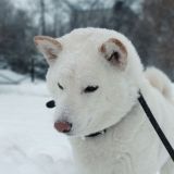 Записки Ангая 🐕