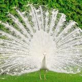 Wisdom & Beauty