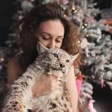 KatyaBobCat(Бытовуха)