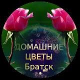 ДОМАШНИЕ ЦВЕТЫ БРАТСК