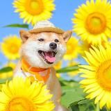HiKARi 光 🌻