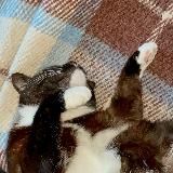 Кошка Мира
