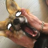 Toca do Guara