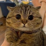 Кошачий домик