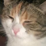 aino_