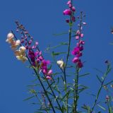 Dr. Greenthumb Bremen - rund um Garten und Pflanzen