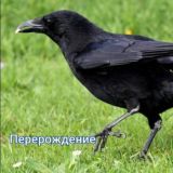 Блог ворона