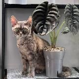 Green room. Пикси, Зои и зеленая комната🌱🐈‍⬛🐈‍⬛
