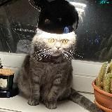 .Страдающее Котовье