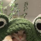 Очень редкий сорт чая