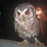 owleeng oww