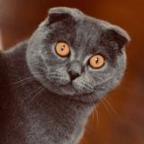 Шерстяной кот 🐈‍⬛