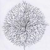 Mycelium Extraordinaire