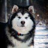 Alaskan Malamute , Mazurstar Kennel Аляскинский Маламут