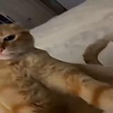 будка вуйчич