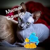 СФИНКСЫ 🩷