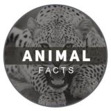 Animal Facts / Животные GIF