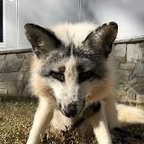 Foxcore / Лисы