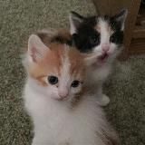 психология с котиками
