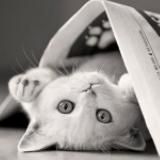 Мягкие