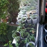 Samen, Zwiebeln, Knollen und Jungpflanzen, alles für den Garten - Tauschbörse