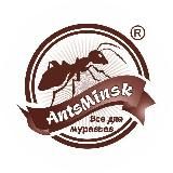 AntsMinsk Official
