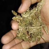 Indian weed ☘