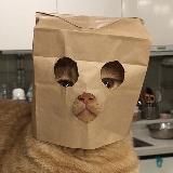 Котячі меми