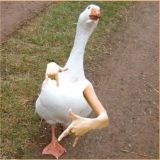 Безумные Приколы