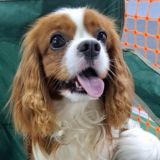 I'm Tobi Spaniel