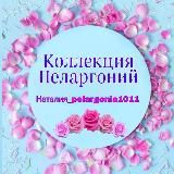Коллекция Пеларгоний Наталии