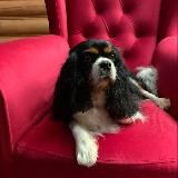 🐾 КАВАЛЕР КИНГ ЧАРЛЬЗ СПАНИЕЛЬ: Блог Сильвии 🐕
