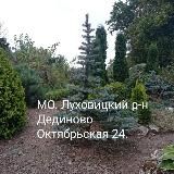 Туевая куча