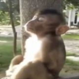 Бибизьянки