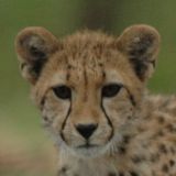 HourlyCheetahs