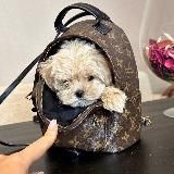 Мальтипу щенки, maltipoo f1, по всему миру🌏