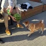 вивкк