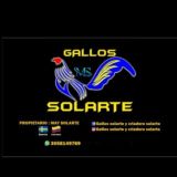 Gallos solarte 3058149769