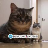 GATTONI & GATTINI
