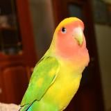 Lovebirds Lab Попугаи