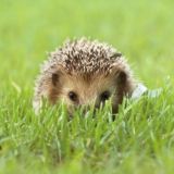 СОНЯ ЁЖ 🐾 🦔 🐾 короткая проза и стихи