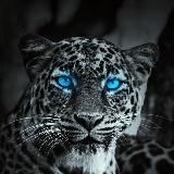 Wallpapers HD