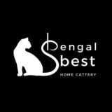 Bengal Best cattery 🐆