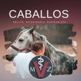 TODO SOBRE CABALLOS 🐎