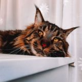 Кот Марсель 🐈⬛