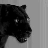 Panthera