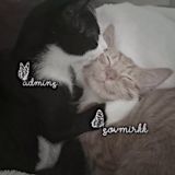 meow